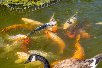 Obraz premium Koi fish swimming in the pond. A symbol of good luck in Japan.