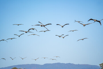 Great colony of Brown Pelicans flying in the blue sky, selective focus.