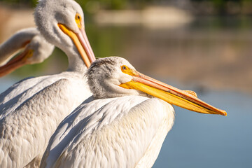 Close-up of a white pelican. 
