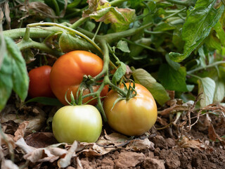 Plantación de tomates, Mata de tomates rojo, con colores  rosa y verdes.