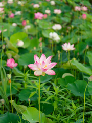 Obraz na płótnie Canvas 早朝の池に咲く蓮の花