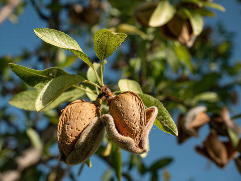 Almendras en un almendro ya preparadas para su recolecci&oacute;n.
