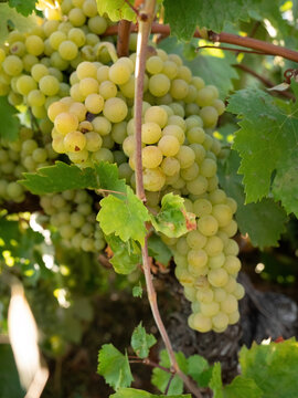Racimo de uvas maduras en la vid o parra