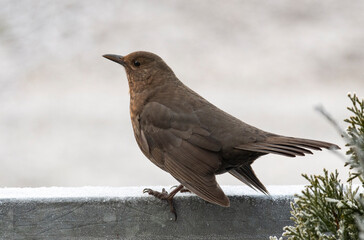 Female blackbird observes surroundings on frozen metal railing at cold winter day