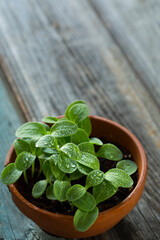 Micro green borago. Copy space. Cucumber grass, macro shot. For healthy salad. Fresh natural organic product, home gardening