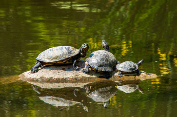Fototapeta premium Turtles on a rock in the pond 