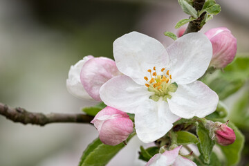 Fototapeta na wymiar Detail of an apple blossom on a tree.