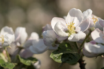 Detail of an apple blossom on a tree.