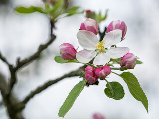 Detail of an apple blossom on a tree.