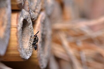 Maleńka pasożytnicza błonkówka z rodziny raniszkowatych (Torymidae), często pojawiająca się na pomocach gniazdowych. To prawdopodobnie Monodontomerus obscurus (samiec) - obrazy, fototapety, plakaty