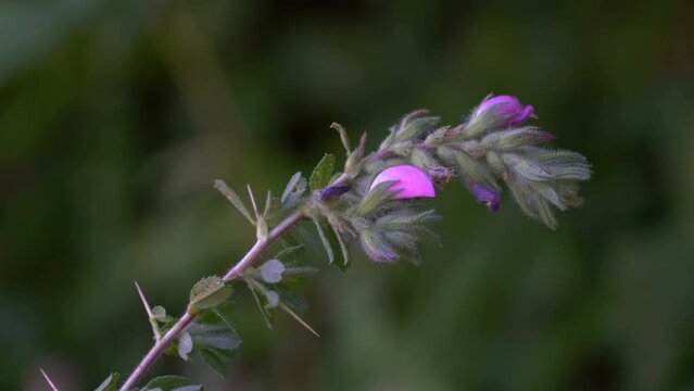 Spiny Restharrow in natural ambient (Ononis spinosa) - 4K