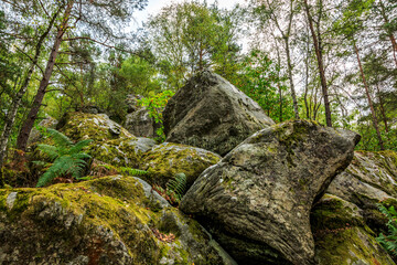 Rocks and Forest in Fontainebleau Forest, France