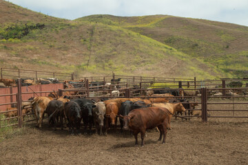 Ranch Cowboy Horse Riding & Livestock