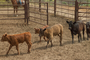 Ranch Cowboy Horse Riding & Livestock