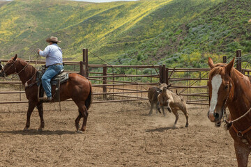 Ranch Cowboy Horse Riding & Livestock