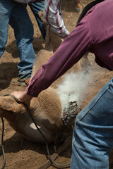 Ranch Cowboy Horse Riding & Livestock
