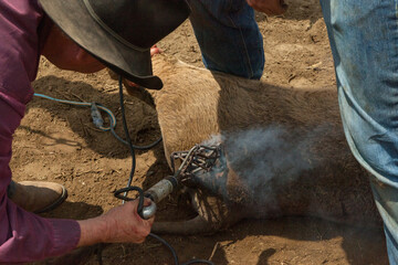 Ranch Cowboy Horse Riding & Livestock
