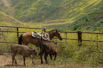 Ranch Cowboy Horse Riding & Livestock