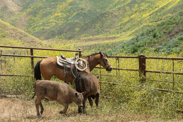 Ranch Cowboy Horse Riding & Livestock