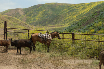 Fototapeta na wymiar Ranch Cowboy Horse Riding & Livestock