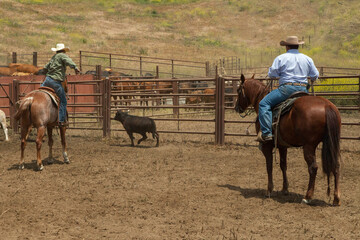 Ranch Cowboy Horse Riding & Livestock