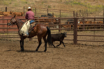 Ranch Cowboy Horse Riding & Livestock