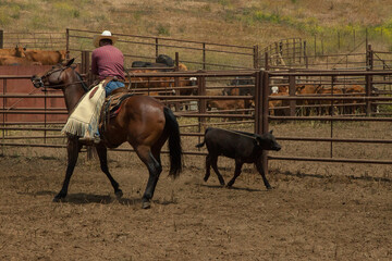 Ranch Cowboy Horse Riding & Livestock