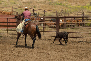 Ranch Cowboy Horse Riding & Livestock
