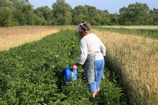Woman in a field with a blue bucket