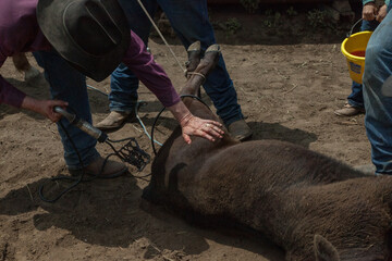 Ranch Cowboy Horse Riding & Livestock