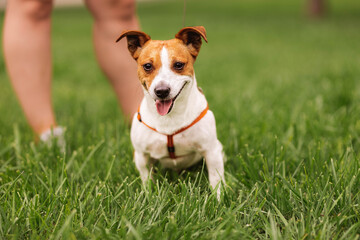 Portrait of trained purebred Jack Russel Terrier dog outdoors in the leash on green grass meadow,  summer day discovers the world looking aside stick out, smiling waiting for command, good friend