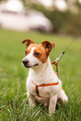 Portrait of trained purebred Jack Russel Terrier dog outdoors in the leash on green grass meadow,  summer day discovers the world looking aside stick out, smiling waiting for command, good friend