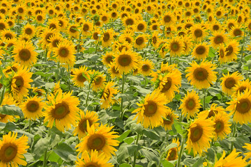 Fototapeta na wymiar Sunflower 向日葵