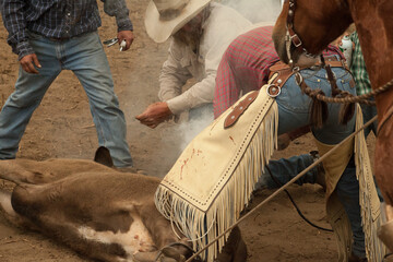 Ranch Cowboy Horse Riding & Livestock