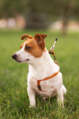 Portrait of trained purebred Jack Russel Terrier dog outdoors in the leash on green grass meadow,  summer day discovers the world looking aside stick out, smiling waiting for command, good friend