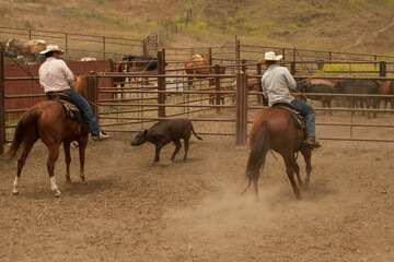 Ranch Cowboy Horse Riding & Livestock