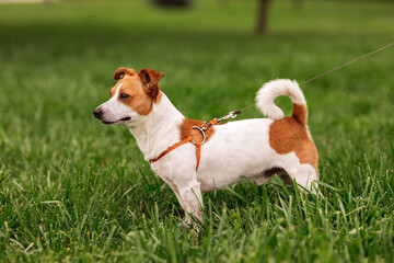 Naklejka na ściany i meble Portrait of trained purebred Jack Russel Terrier dog outdoors in the leash sits, green grass meadow, summer day discovers the world looking aside stick out, smiling waiting for command, good friend