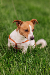 Portrait of trained purebred Jack Russel Terrier dog outdoors in the nature on green grass meadow,  summer day discovers the world looking aside stick out, smiling waiting for command, good friend