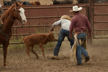 Ranch Cowboy Horse Riding & Livestock