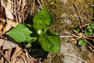 White Trillium bud close-up
