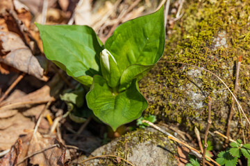 White Trillium bud close-up