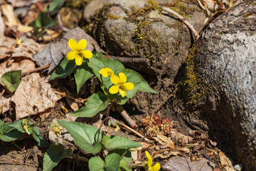 Yellow Violets, wildflowers