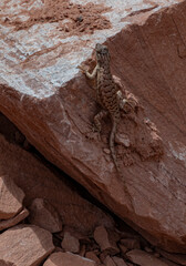 Fototapeta na wymiar 674-06 Lizard on a Rock