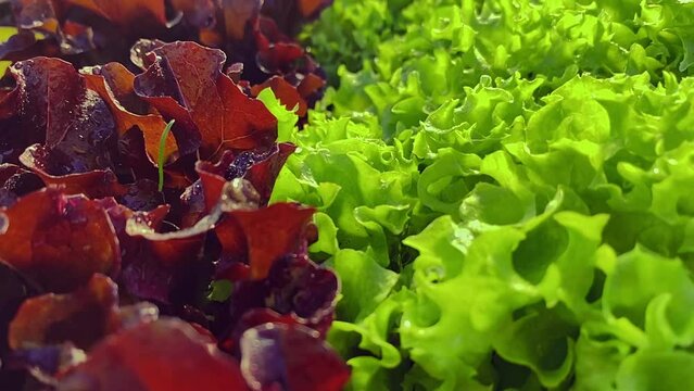 Wet lettuce leaves and red lollo rosso salad , top view, slow motion camera dolly wiring