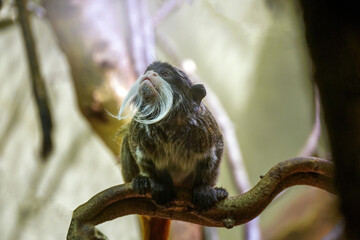 The emperor tamarin (Saguinus imperator) monkey with mustache is a species of tamarin named for its resemblance to German emperor Wilhelm II. Habitat in west Brazilian states of Acre and Amazonas - obrazy, fototapety, plakaty