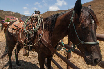 Ranch Cowboy Horse Riding & Livestock