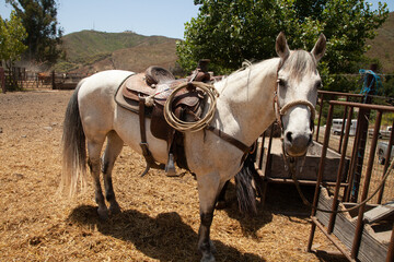 Ranch Cowboy Horse Riding & Livestock