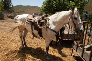 Ranch Cowboy Horse Riding & Livestock