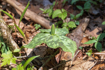 Trillium bud, wildflower close-up