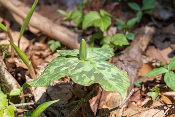 Trillium bud, wildflower close-up